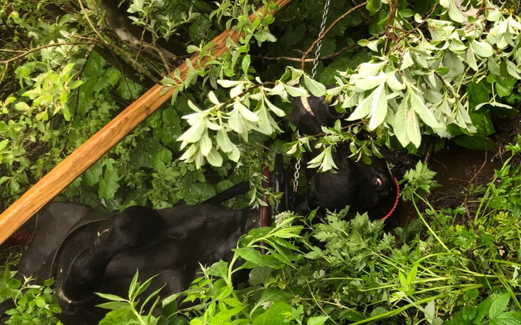 Zbiórka Badania koni z Morskiego Oka - zdjęcie główne