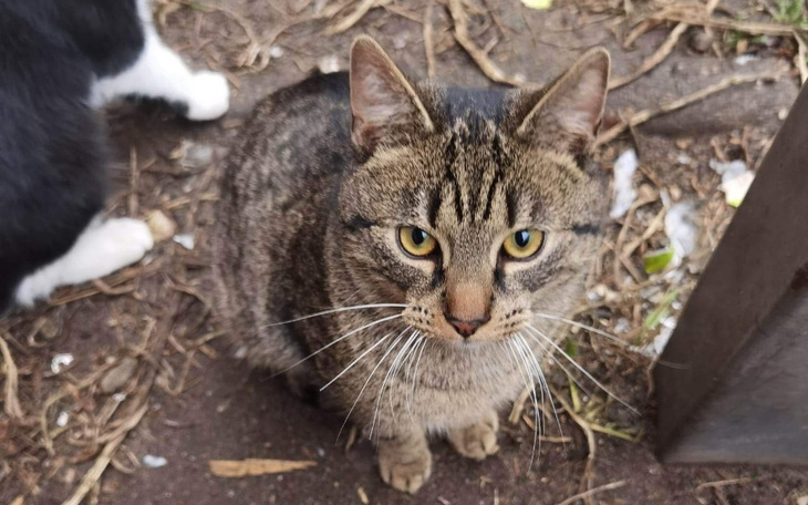Zbiórka Sterylizacja kotek z centrum - zdjęcie główne