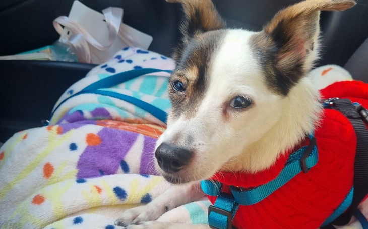 Pies w czerwonym sweterku na kocu w samochodzie.