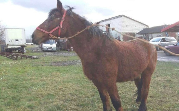 Zbiórka Leśny koń - zdjęcie główne