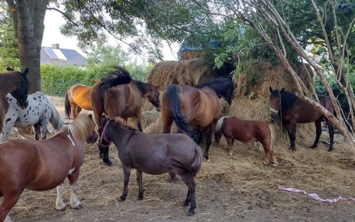 Zbiórka Sianko do stajenki - zdjęcie główne