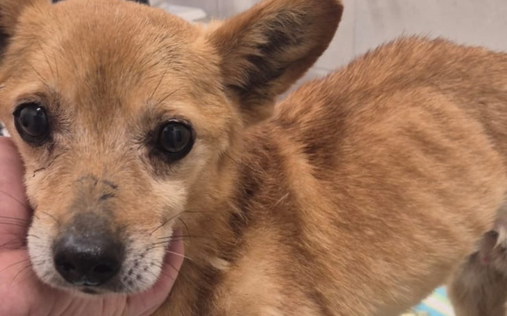 Pies z wyraźnymi emocjami, patrzący w stronę obiektywu.