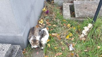 Zbiórka sterylizacja, leczenie - miniaturka zdjęcia