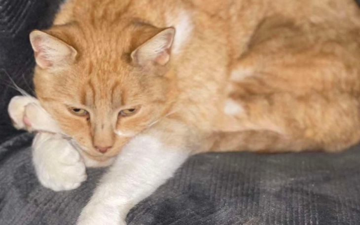 Rudy kot leżący na kanapie, zrelaksowany i spokojny.