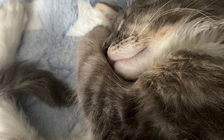 Zbiórka Kotku na ratunek - zdjęcie główne