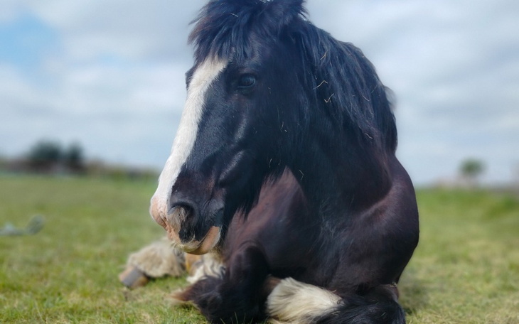 Zbiórka Inhalator i leki dla Wąsika - zdjęcie główne