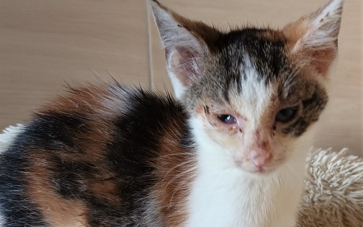 Zbiórka Chore kociaczki proszą o pomoc - zdjęcie główne