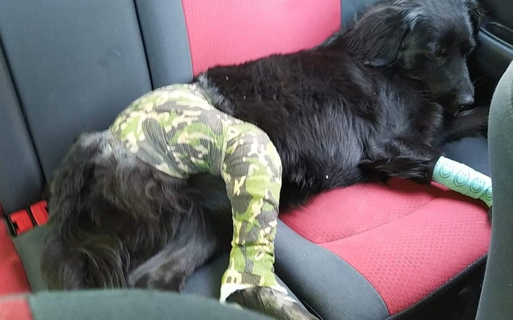 Zbiórka Ratunek dla Bletki - zdjęcie główne