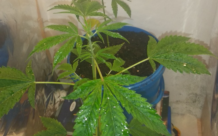 Zbiórka Legalizacja marihuany w Polsce - zdjęcie główne