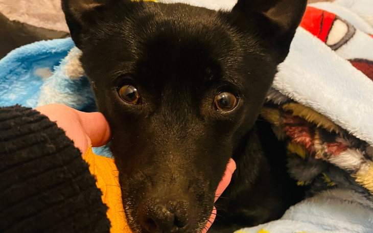 Pies owinięty w koc, z wyrazem przyjaznym na twarzy.