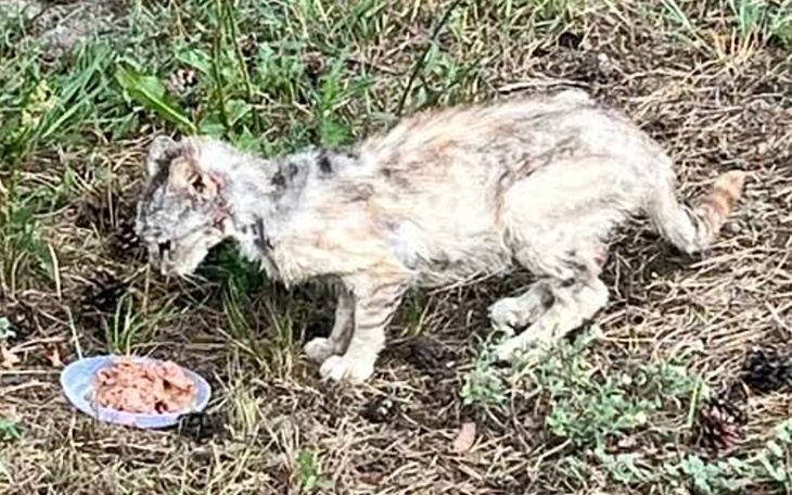 Chory kotek jedzący karmę na trawie.