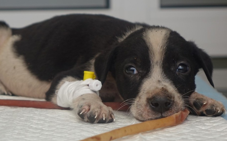 Zbiórka Jedzenie schronisko/dzikie zwier - zdjęcie główne