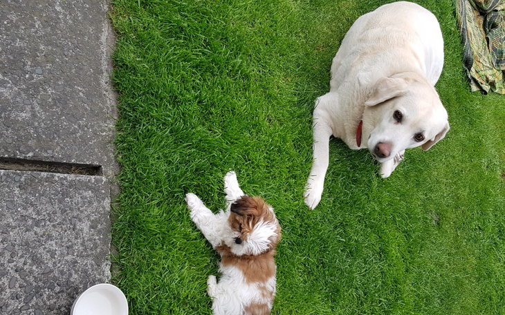 Zbiórka Zbieramy na leczenie Azy - zdjęcie główne