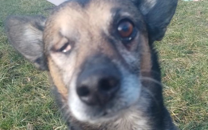 Zbiórka Leczenie pieska2 - zdjęcie główne