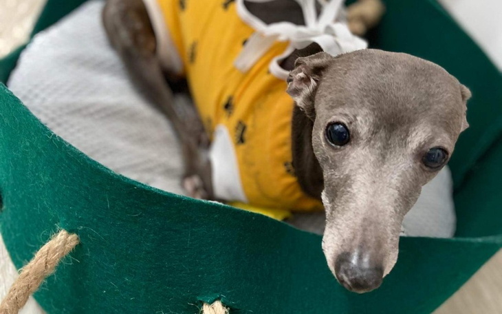 Zbiórka Zbieramy pieniążki za operację - zdjęcie główne