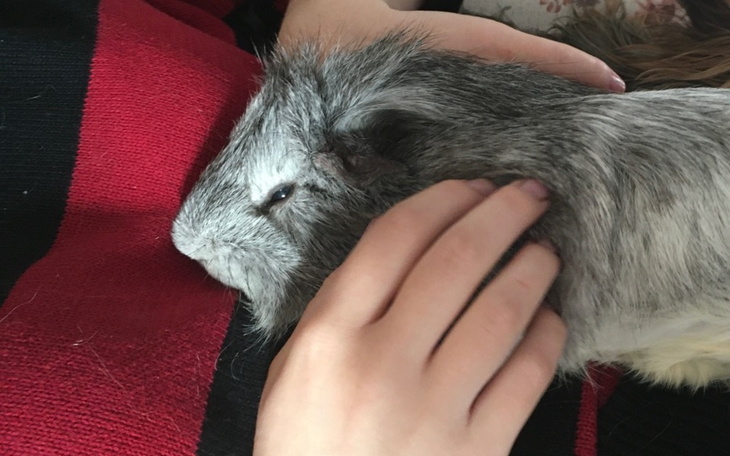 Zbiórka na operacje świnki morskiej - zdjęcie główne