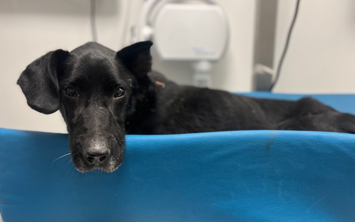 Zbiórka Operacja ratująca życie Czarusia - zdjęcie główne