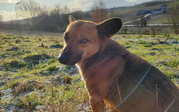 Pies na łące, patrzący w stronę obiektywu.