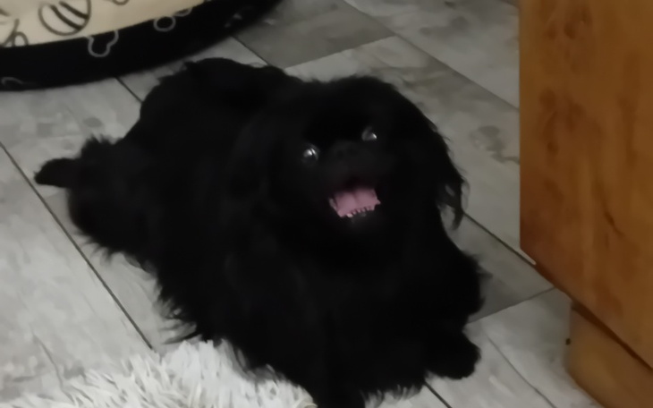 Zbiórka Na leczenie Imbira - zdjęcie główne