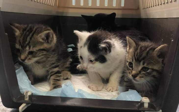 Zbiórka Pomoc dla MDT - zdjęcie główne