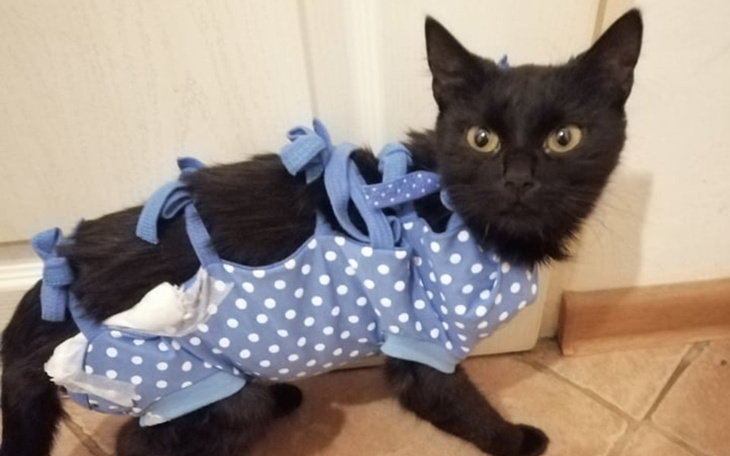 Zbiórka Shira potrzebuje Twojej pomocy - zdjęcie główne