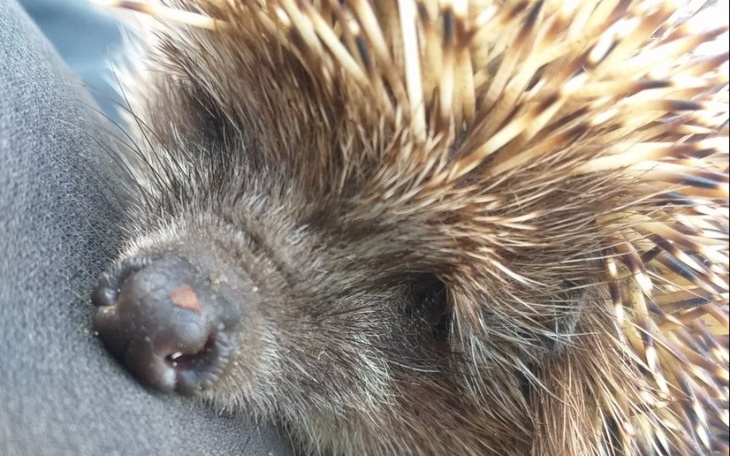 Zbiórka Zadłużona samotna matka - zdjęcie główne