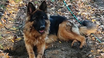 Zbiórka Na nagrodę dla znalazcy Zory - miniaturka zdjęcia