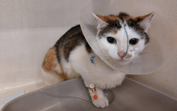 Kot w obroży po operacji, z opatrunkiem na łapie.