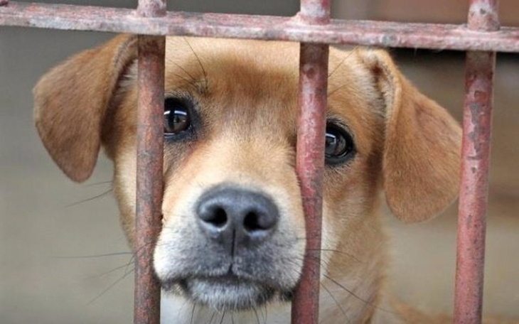 Zbiórka Pomoc dla psów ze schroniska - zdjęcie główne