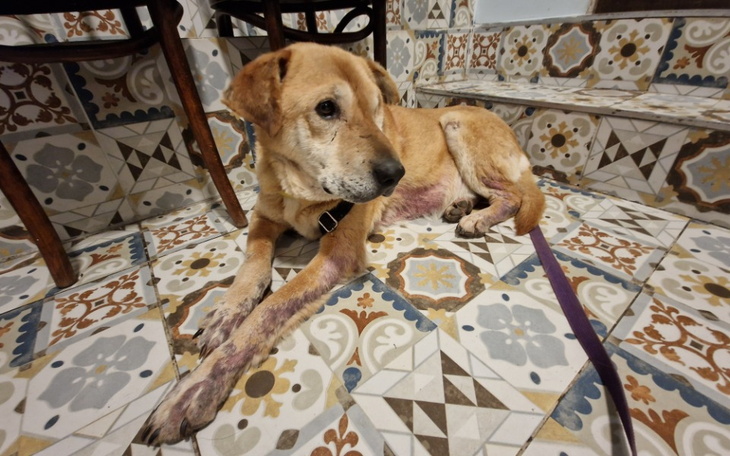 Pies leżący na podłodze, w tle kolorowe kafelki.