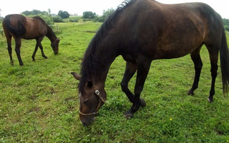 Zbiórka 18 letnia Amorka - zdjęcie główne