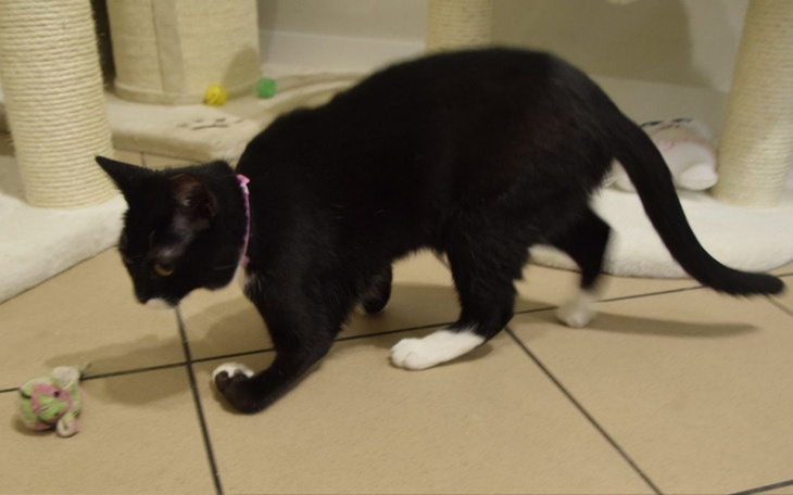 Zbiórka Operacja Papai - zdjęcie główne