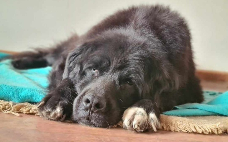 Zbiórka Pilny zabieg Misia - zdjęcie główne