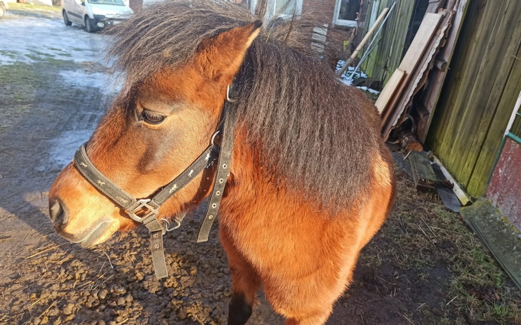 Kucyk z długą grzywą na podwórku.