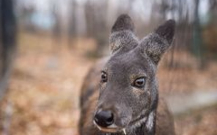 Zbiórka Budowa rezerwatu dla zwierząt - zdjęcie główne