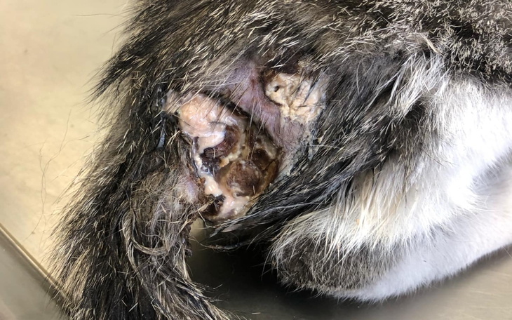 Zranione miejsce na ciele kota, wymagające opieki weterynaryjnej.