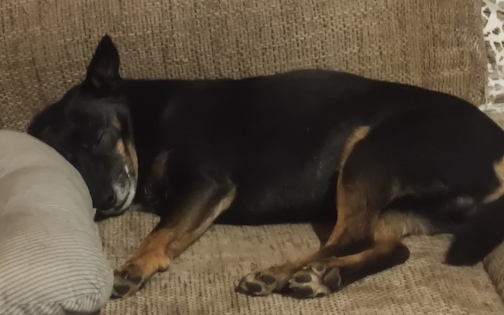 Śpiący pies na kanapie, zrelaksowany i spokojny.