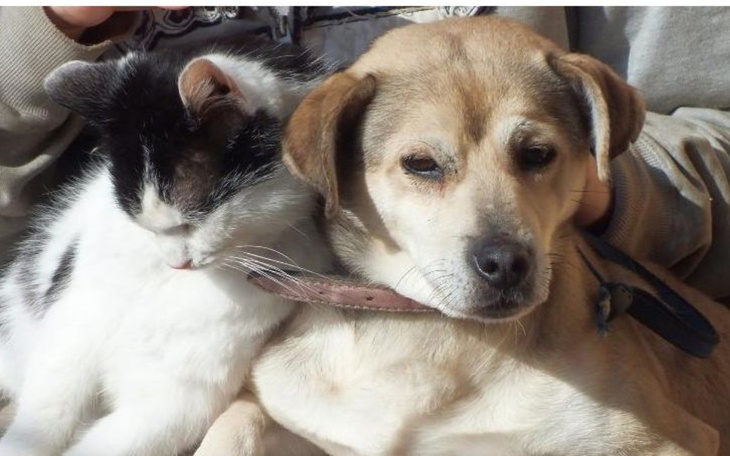 Zbiórka pomoc zwięrzętą z ulic Ukrainy - zdjęcie główne