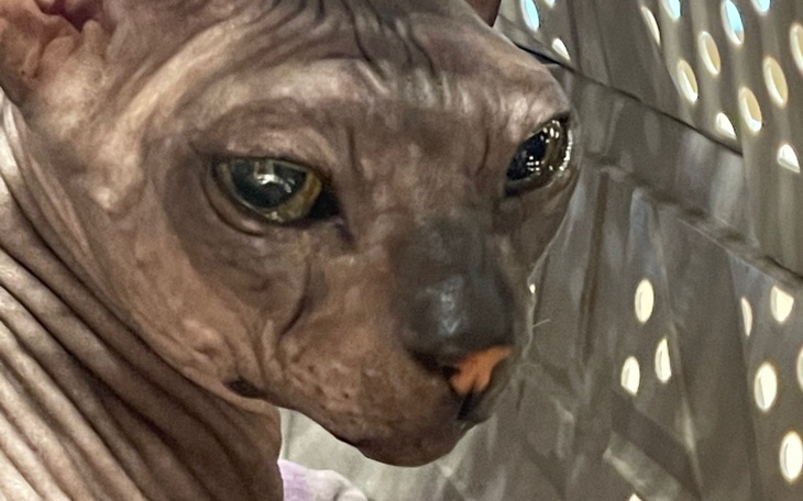 Sphinx z wyrazem tajemniczości na twarzy.