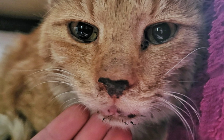 Zbliżenie na kota z brudnym nosem.
