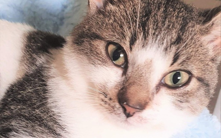 Zbiórka Pomóżmy zmarzniętym kociakom - zdjęcie główne