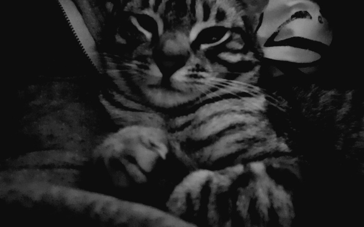 Zbiórka Opaty mieszkaniowe - zdjęcie główne