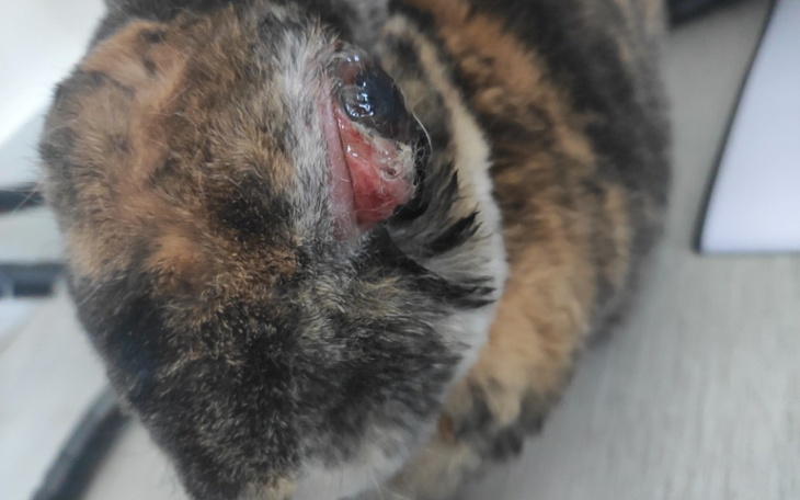 Zbiórka Pomożesz Natce przeżyć - zdjęcie główne