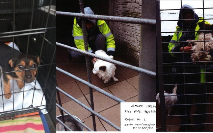 Zbiórka Szczeniak z Radys i 2 bezimienne - zdjęcie główne