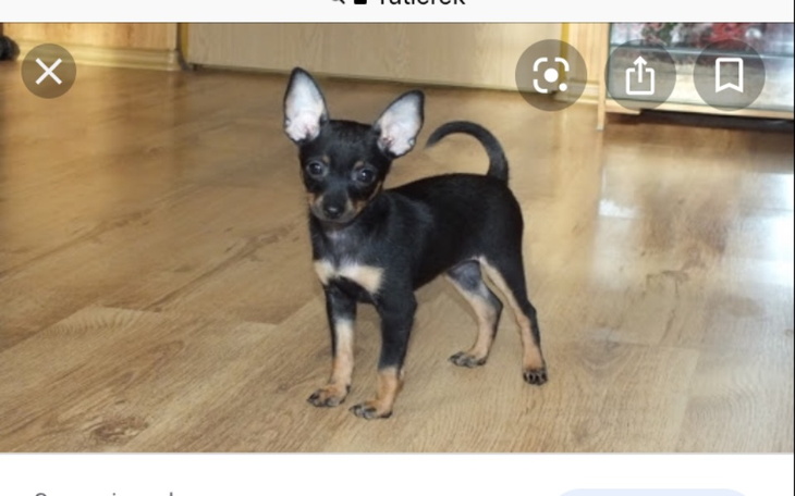 Zbiórka Na ratlerka dla mamy jako prezen - zdjęcie główne