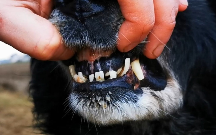 Zbiórka Leczenie psa z Ukrainy - zdjęcie główne