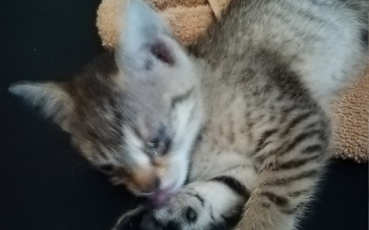 Zbiórka Ledwo uszła z życiem.... - zdjęcie główne