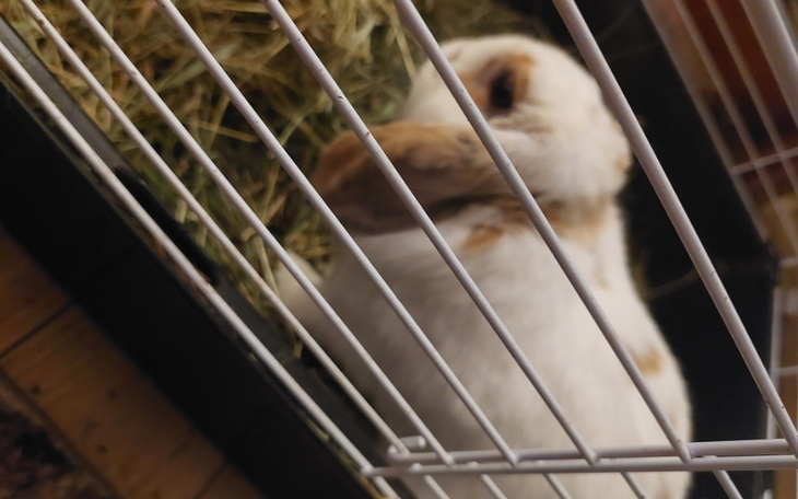 Zbiórka Leczenie Julci - zdjęcie główne