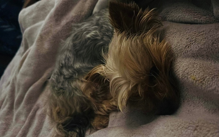 Zbiórka Skrajnie wychudzona Sonia - zdjęcie główne