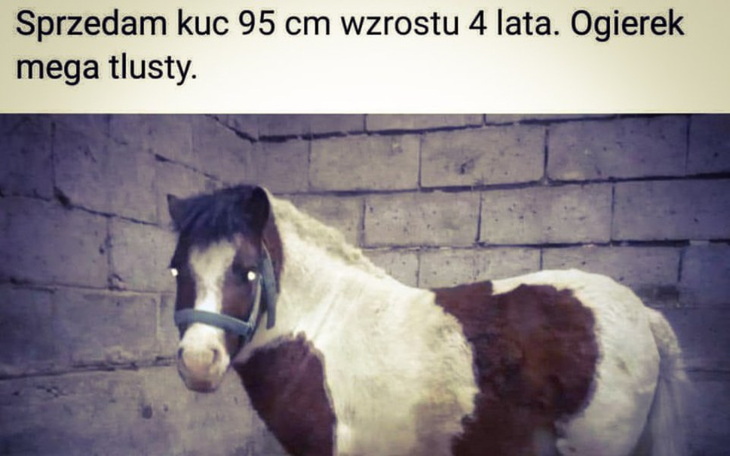 Zbiórka Mega Tłusty - zdjęcie główne